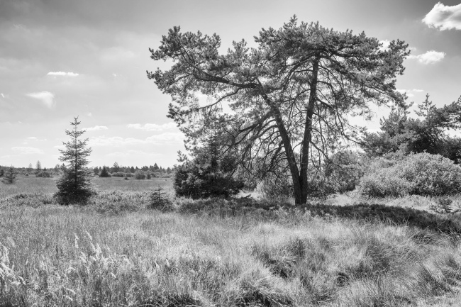Ulrich Simons - Hohes Venn bei Imgenbroich